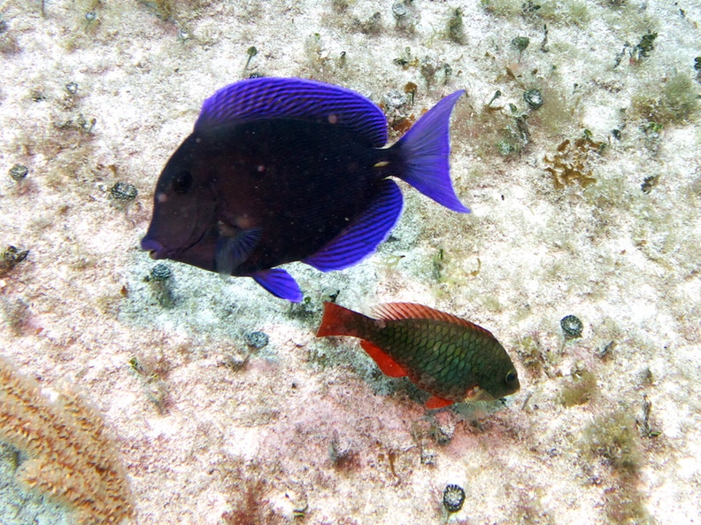 Blue Tang and Stoplight Parrotfish  (Dive Buddies) IMG_3089.jpg
